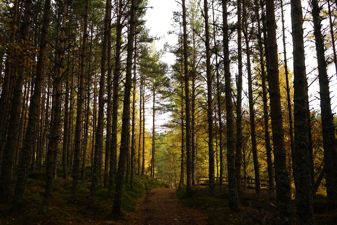 Top 5 Autumn Walks in Scotland
